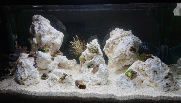 Positionnement des coraux