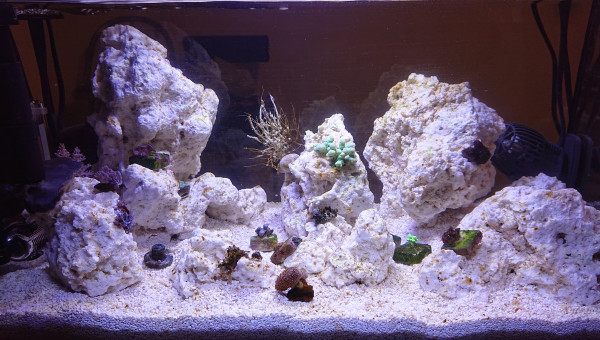 25ème jour en pleine période alguale