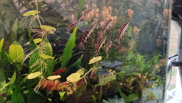 Sortie des sidthimunki