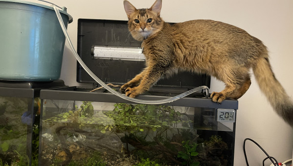 Plongera ? Plongera pas ?