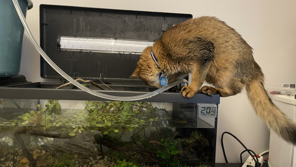 Plongera ? Plongera pas ?