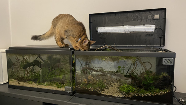 Plongera ? Plongera pas ?