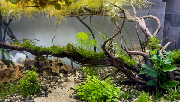 Developpement HydrocotyleTripartita et Vallisneria Nana