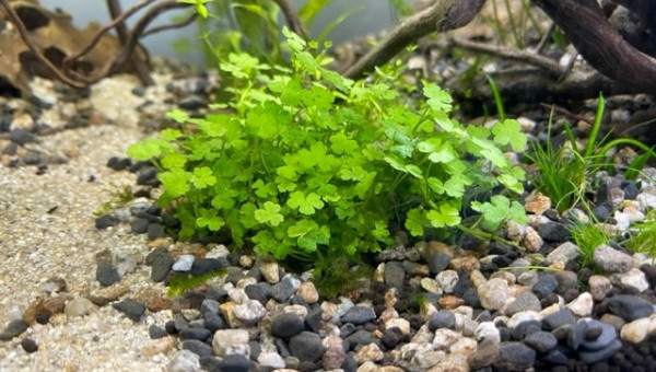 Developpement HydrocotyleTripartita et Vallisneria Nana
