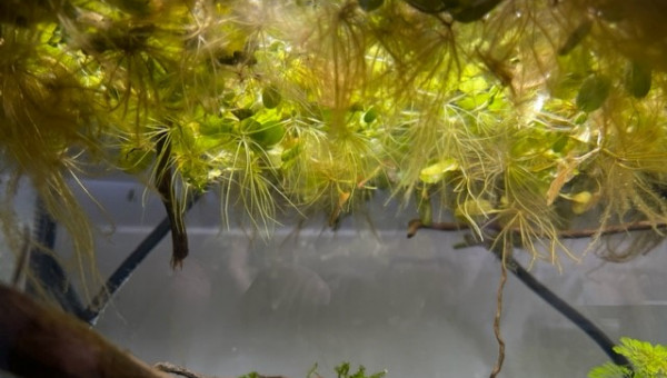 Developpement HydrocotyleTripartita et Vallisneria Nana