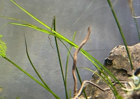 Developpement HydrocotyleTripartita et Vallisneria Nana