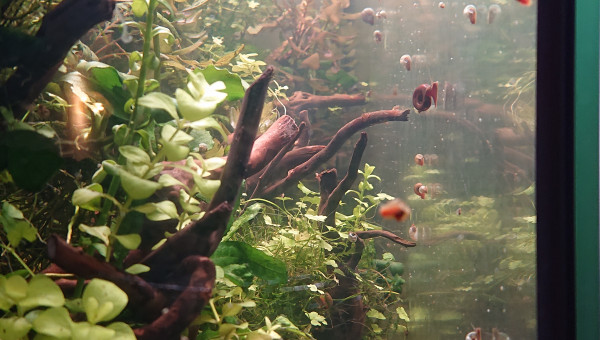 Biofilm = garde à manger