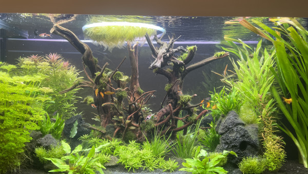 Acclimatation réussi !!