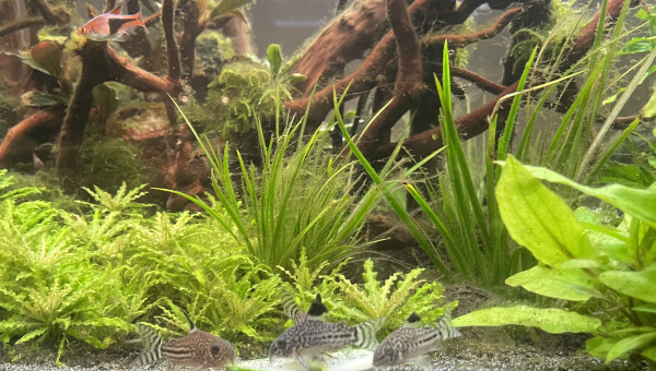 Corydoras petit dîner