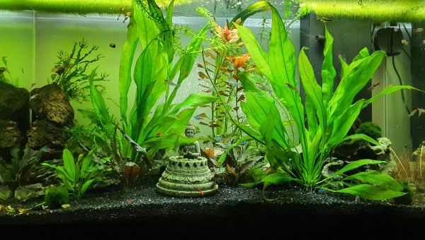 Mon aquarium de 200l