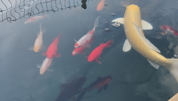 Poissons au petit matin