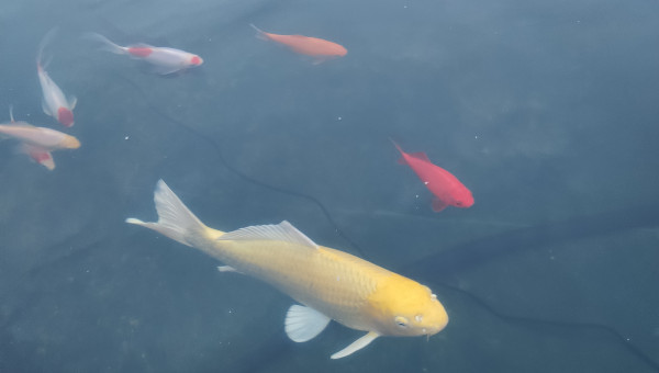 Poissons au petit matin