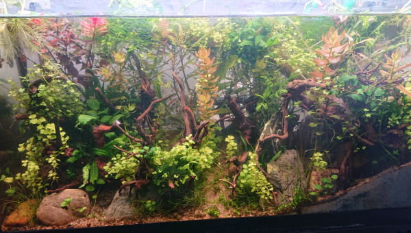 Fangorn Forest  S+10