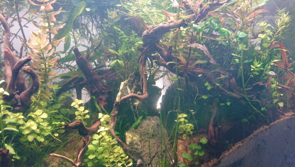 Le chemin de la falaise .