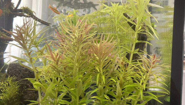 Limnophila aromatica