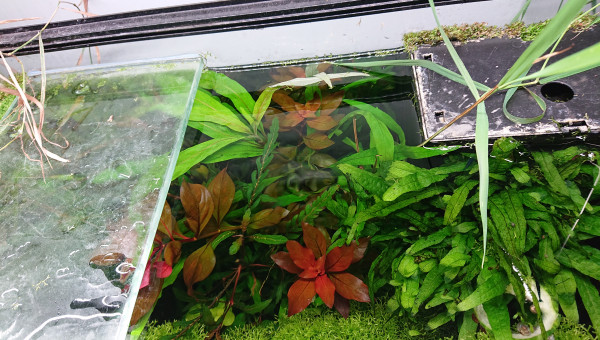 Réserve de plantes à pousse rapide côté droit