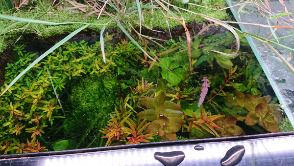 Réserve de plantes à pousse rapide côté gauche