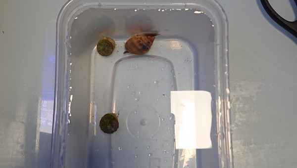 Acclimatation des nassarus et des trochus