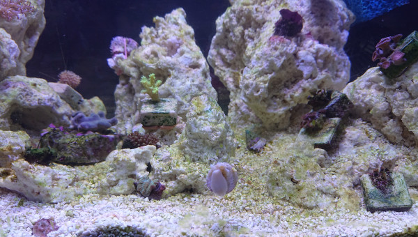 Trochus  sur la vitre