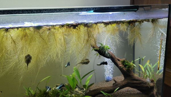 Biotope Amazonien