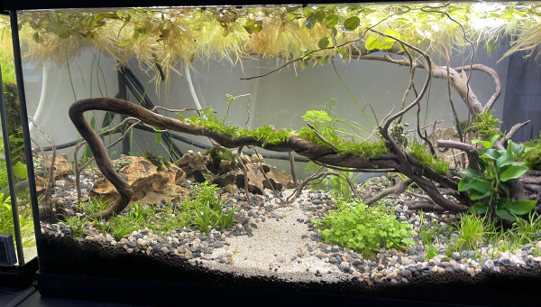 Évolution Killi Watch - 60l sol technique