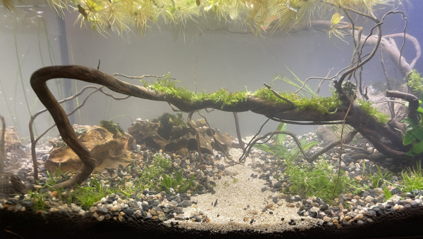 Évolution Killi Watch - 60l sol technique