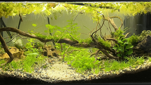 Évolution Killi Watch - 60l sol technique