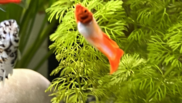 Tache bizarre sur la gueule d’un des guppy…