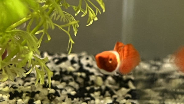 Tache bizarre sur la gueule d’un des guppy…