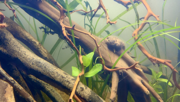 Début de film bactérien sur racine