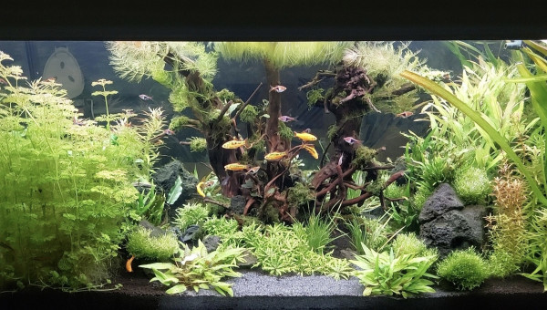 Ponte femelle barbu shuberti