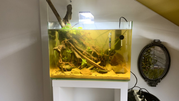 Biotope asie