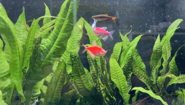 Les nouveaux pensionnaires