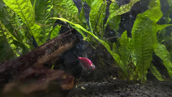 Les nouveaux pensionnaires