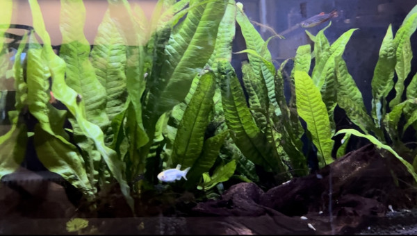 Les nouveaux pensionnaires