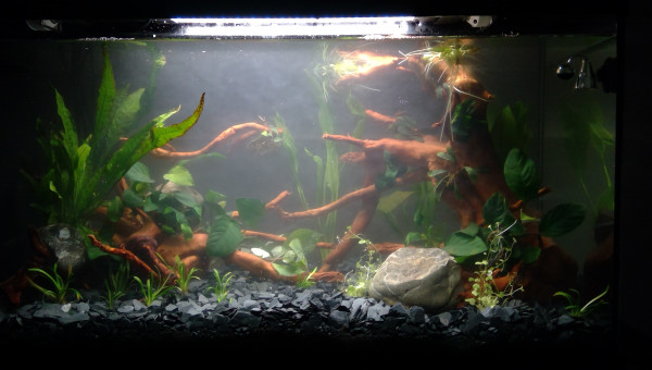 Jour 0 : Mise en eau