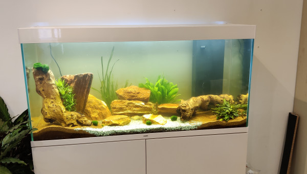 Introduction des première plantes