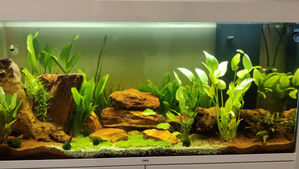 Ajout du Co2, Thermomètre pour contrôler le tout :)