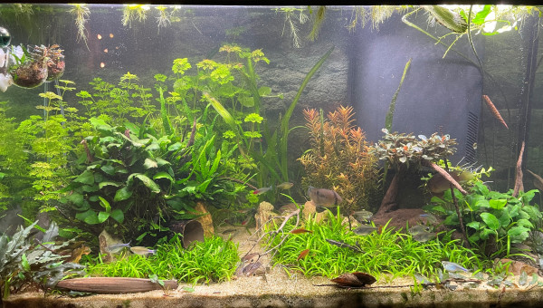 Mise à jour amazonien