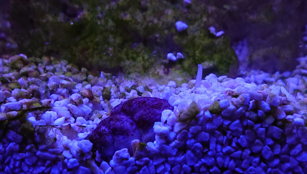 S+10 le nassarius a semi enterré , on voit la trompe qui dépasse :)