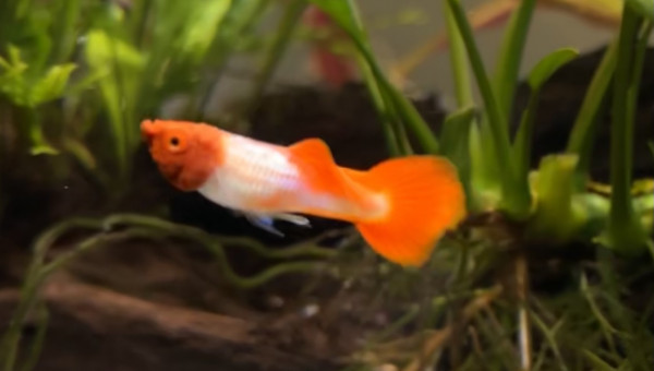 Ça continue d’évoluer ?