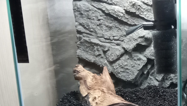 Mise en place (face)