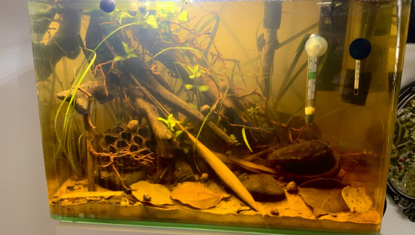 Avancement biotope Asie