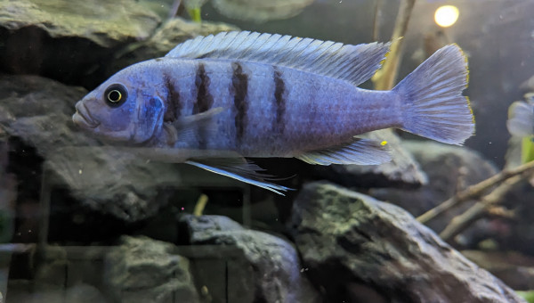 Cynotilapia SP gallireya - Mâle