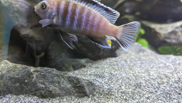 Chidongo Saulosi - Pseudotropheus Saulosi - Mâle