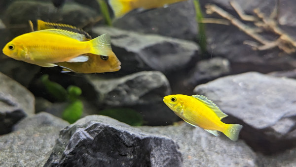 Labidochromis - Labido Jaunes Juvénile - Non sexable
