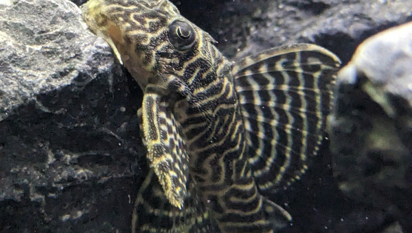 Ancistrus Peckoltia King Tiger L.333 - Non sexé