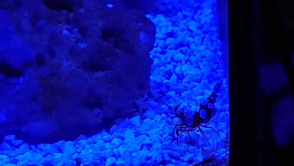 crevette thor amboinensis