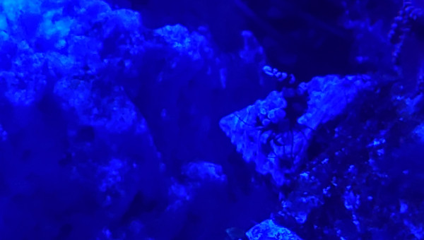 Ou se trouve la crevette Thor ?