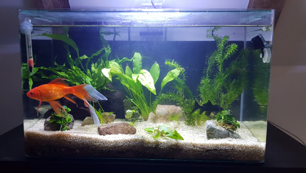 Introduction des poissons